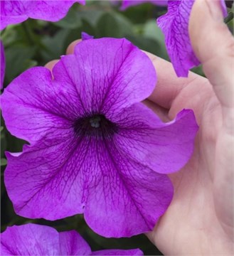 Фанфара Lavander 2344