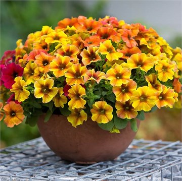 Петхоа Caramel yellow 2346