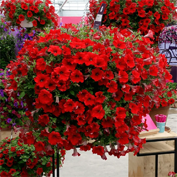 Петуния cascadias chili red 2347