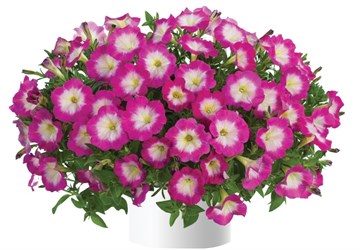Cascadias hot pink 2349
