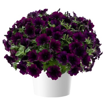 Петуния capella mullberry 2351