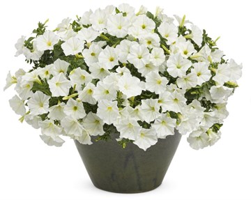Петуния capella white 2354