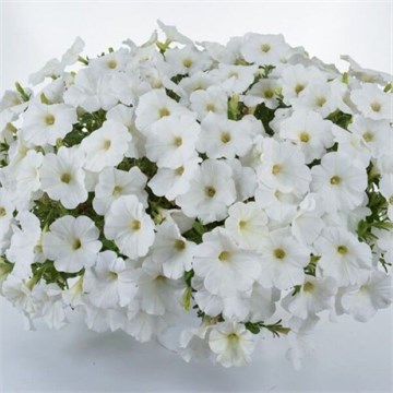 Петуния Cascadias iceberg 2355