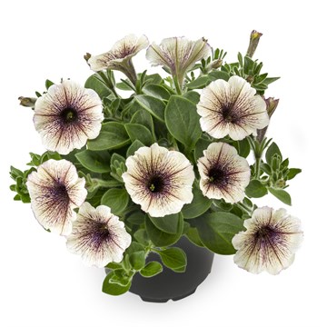 Петуния tea tiramissy 2356