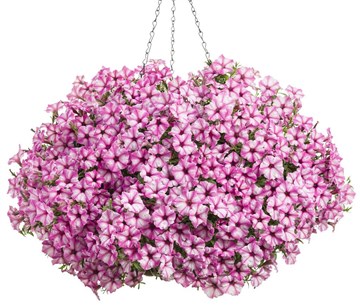 Петуния mini Vista pink star 2358