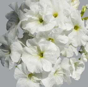 Петуния крупноцветковая 2378
