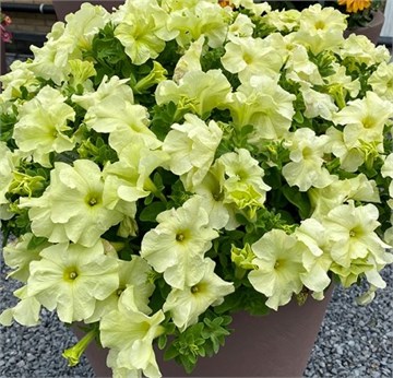 Петуния крупноцветковая  2377