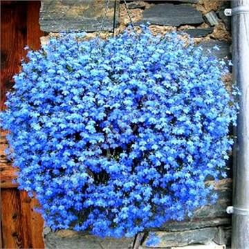 Лобелия ампельная семенная - копия 3 2387