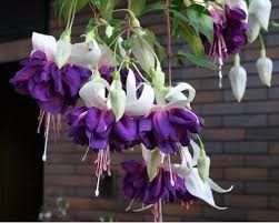 Фуксия deep purple 2421