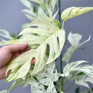 Эпипремнум pinatum marble white 2444