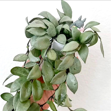 Хойя lacunosa louisa silver 2504