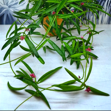 Дисхидия Phillipinensis 2505