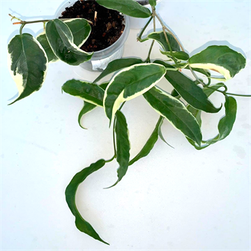 Хойя Kenejiana albomarginata 2506