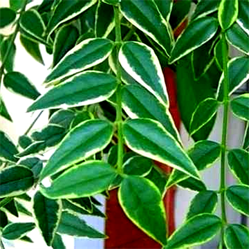 Хойя  Bella albomarginata 2507