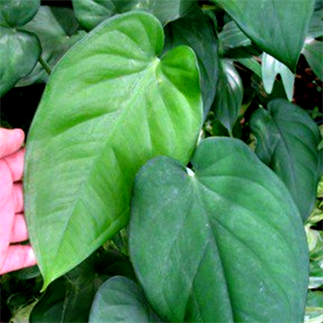 Сингониум Макрофилум 2511