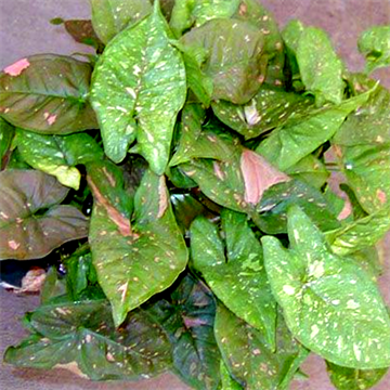 Сингониум Пинк Сплэш 2513