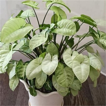 Сингониум Пикси 2514