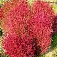 Кохия ред глоуб 2567