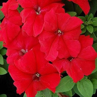 Петуния грандифлора лимбо джи пи ред 2578