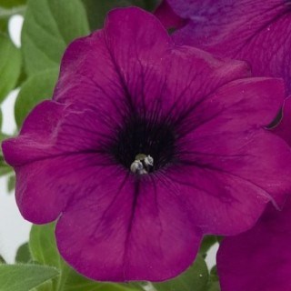 Петуния драже грандифлора лимбо джи пи вайолет 2581