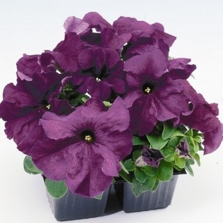 Петуния драже грандифлора лимбо джи пи дип парпл 2582