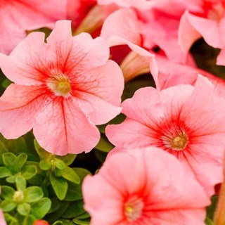 Петуния драже грандифлора лимбо джи пи пич 2588