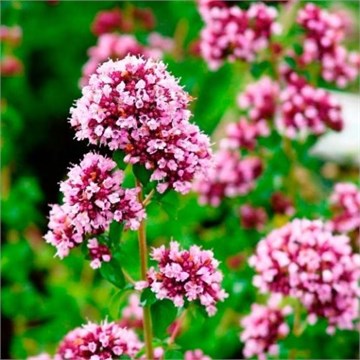 Душица нарядная 2593