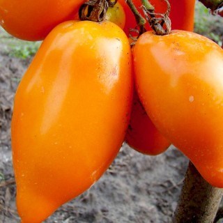 Томат перцевидный оранжевый 2603