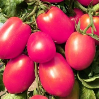 Томат Де барао розовый 2618
