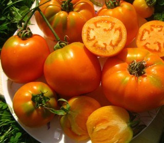 Томат Оранжевое солнышко 2621