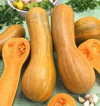 Тыква Арабатская инкрустированные семена 2626