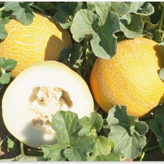 Дыня Фортуна 2634