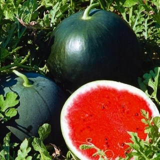 Арбуз Огонек 2641