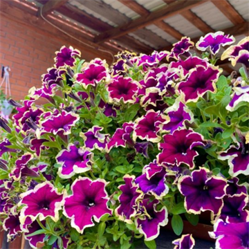 Фанфара Эклипс 2645