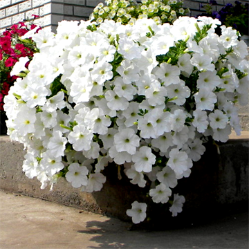 Петуния опера white каскадная 2662