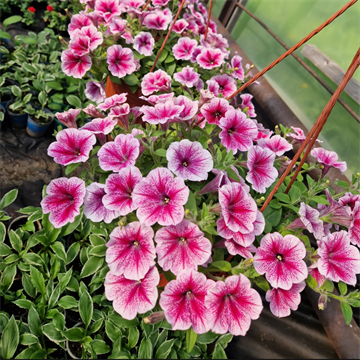 Петуния опера raspberry ice 2663