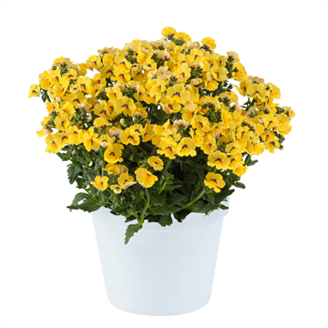 Немезия Nesia Inca 2668