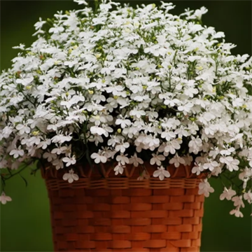 Лобелия basket white 2672