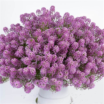 Алиссум  lucia rose 2674