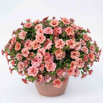 Калибрахоа Calita Double Apricot 2683