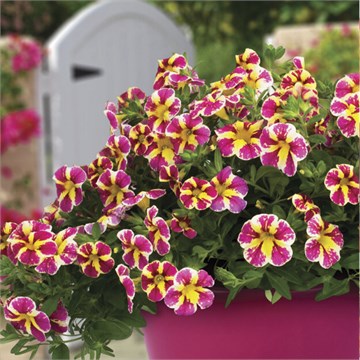 Калибрахоа Candy Shop CandyBouguet 2688