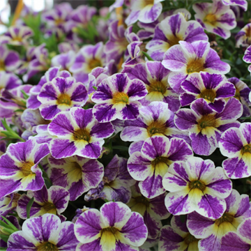 Калибрахоа Candy Shop grape splash 2689