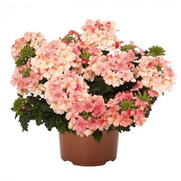 Вербена empress flyer peache 2691