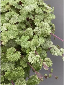 Будра мраморная 2694