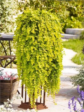 Лизимахия голд 2696