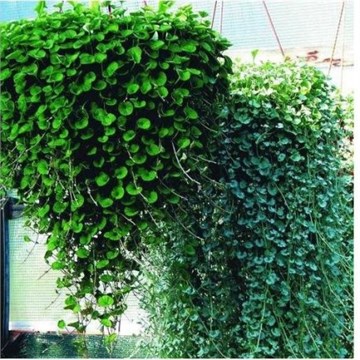 Дихондра изумрудный водопад 2700