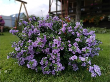 Бакопа дабл лавандер 2704