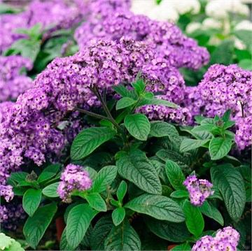 Гелиотроп Marin rose 2706