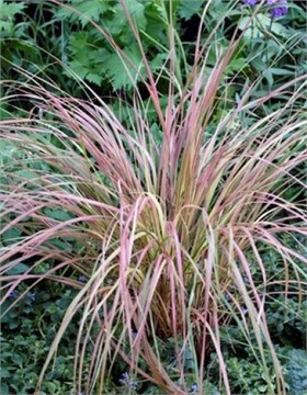 Ковыль фазан тейл 2709