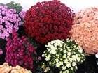 Хризантема мультифлора наличие с 1 мая 1679 - фото 4548